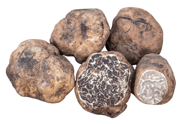 Tartuf Bianchetto, Tuber borchii