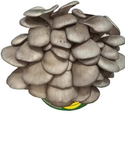 Kërpudha Blue Oyster, Pleurotus ostreatus