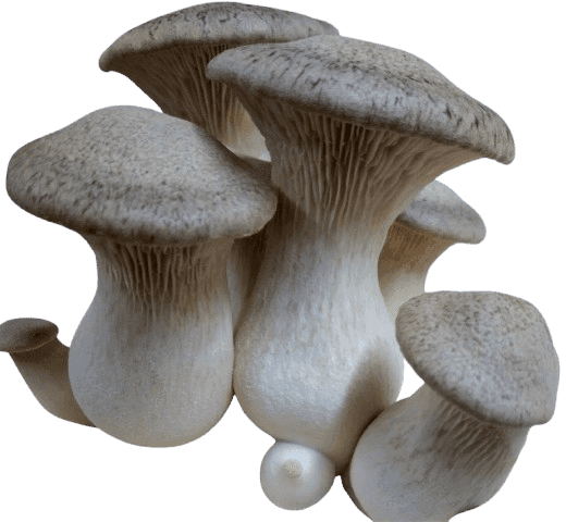 Kërpudha King Oyster, Pleurotus eryngii