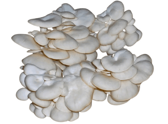 Kërpudha Pearl Oyster, Pleurotus ostreatus